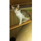 Nika, auf der Suche nach ihrem Dosenöffner - Katze