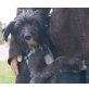 Nika  eine Paradebeispiel von Anfängerhund, Schnauzer Mix - Hündin