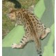 Nike, Bengalkatze - Katze