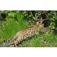 Nike, Bengalkatze - Katze