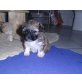 Niki und Bella, Bichon frise-Shih tzu Welpen - Hündin