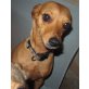 Nikita 2, Rehpinscher - Hündin