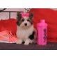 Nikita, Biewer Yorkshire Terrier a la pon pom - Hündin