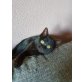 Nikita, Hauskatze - Katze
