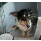 Nikita, Kokoni,sucht Prinessin Platz - Hündin