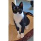 Nikita, Mischling - Katze