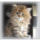 Nikita, Perser - Kater