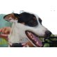 Nikita, ausgeglichen und lieb - Rüde