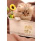 Nikita of Jesscor Cats , Perser - Katze