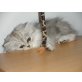 Nikita of danube valley, Perser - Katze