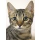 Nikki, Pflegestelle in 85591 Vaterstetten - Katze