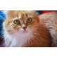 Nikki, Superschmusemaus sucht Kuschelmenschen - Katze