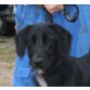 Niklas, Labrador Mix - Rüde