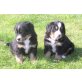 Niko, Berner Sennenhund - Rüde