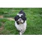 Niko, Shih Tzu - Rüde