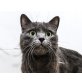 Niko, bildhübsch und lieb - Kater