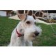 Niko, lieber Foxterrier, Glatthaar-Foxterrier - Rüde