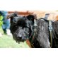 Nikolai, Riesenschnauzer - Rüde