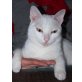 Nikolaus, weiß mit etwas schwarz - Kater