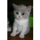 Nila, Britisch Kurzhaarkatze - Katze