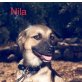 Nila, Collie-Mischling Welpen - Hündin