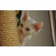 Nila und Naomi, Devon Rex - Katze