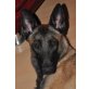 Nilla 'July', Malinoish Hündin - Hündin