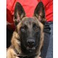 Nilla, Malinois - Hündin