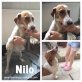 Nillo, Dackel-Mix - Rüde