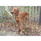 Nilo, Rhodesian Ridgeback Mix - Rüde