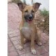 *Nilo*, Schäferhund-Mischling Welpen - Hündin