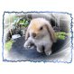 Nils, Mini Lop - männlich