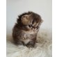 Nils von der Persersymphonie, Perser - Kater