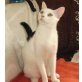 Nils, weißer Kater mit schwarzen Flecken - Kater