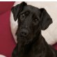 Nina 6, Schnauzer-Mischlingshündin - Hündin