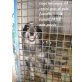 Nina, Australien Cattle Dog - Hündin