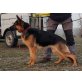 Nina, Deutscher Schäferhund - Hündin