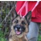 Nina, Deutscher Schäferhund - Hündin
