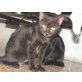 Nina, Europäische Kurzhaarkatze - Katze