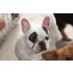 Nina, Französische Bulldogge - Hündin