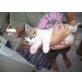 Nina - Katze