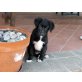 Nina, Labrador Mischling Welpen - Hündin