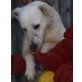 Nina, Labrador Mix - Hündin