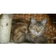 Nina, Maine Coon - Katze