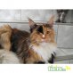 Nina , Maine Coon - Katze
