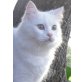 Nina, Mischling- Hauskatze - Katze
