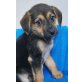 Nina, Mischling Welpen - Hündin
