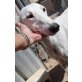 Nina (Ninja),liebevolle weiße Schönheit, Galgo Español - Hündin
