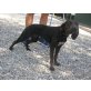 Nina, Segugio Italiano Mix - Hündin