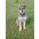 Nina, Terrier-Mix - Hündin